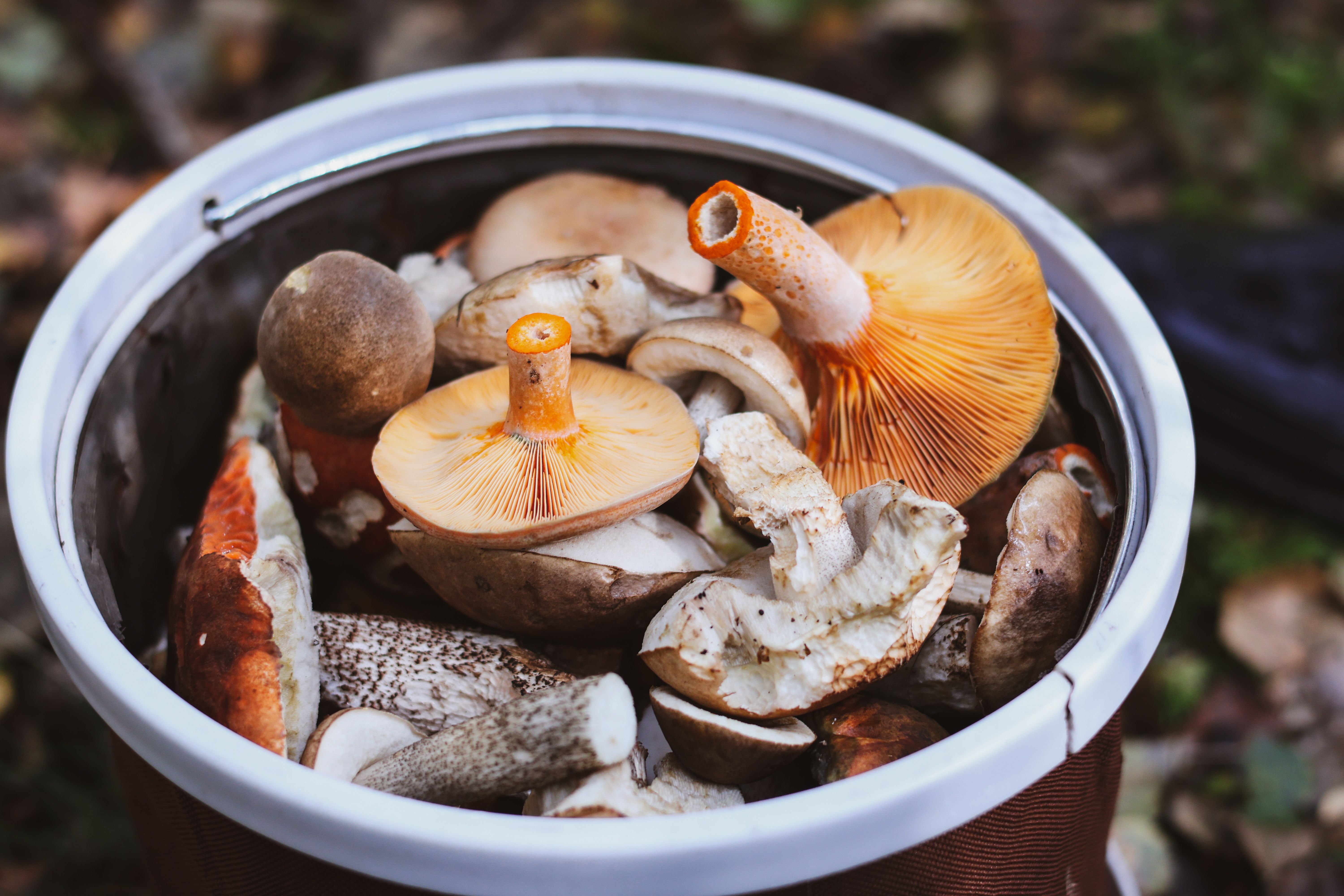 Herbs and mushrooms